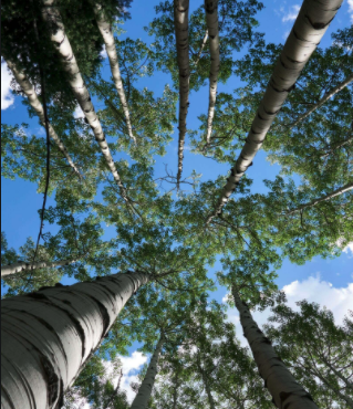 New book from ACES chronicles effort to catalog all living things at Hallam Lake Nature Preserve